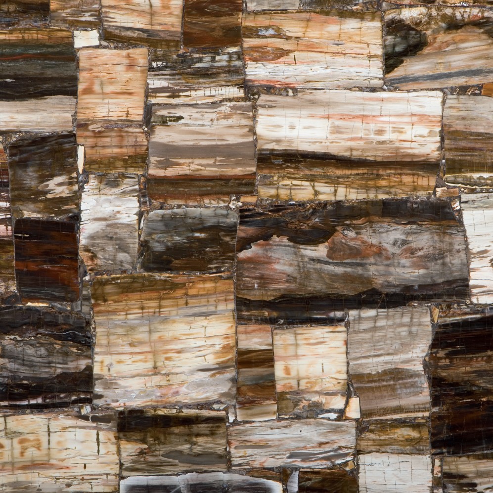Petrified Wood Classic Semiprecious Slab Polished Brown Israel